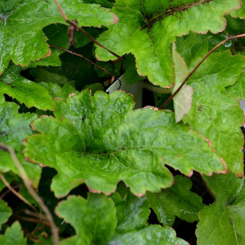 Tiarella cordifolia - Wald-Schaumblüte (Laub)