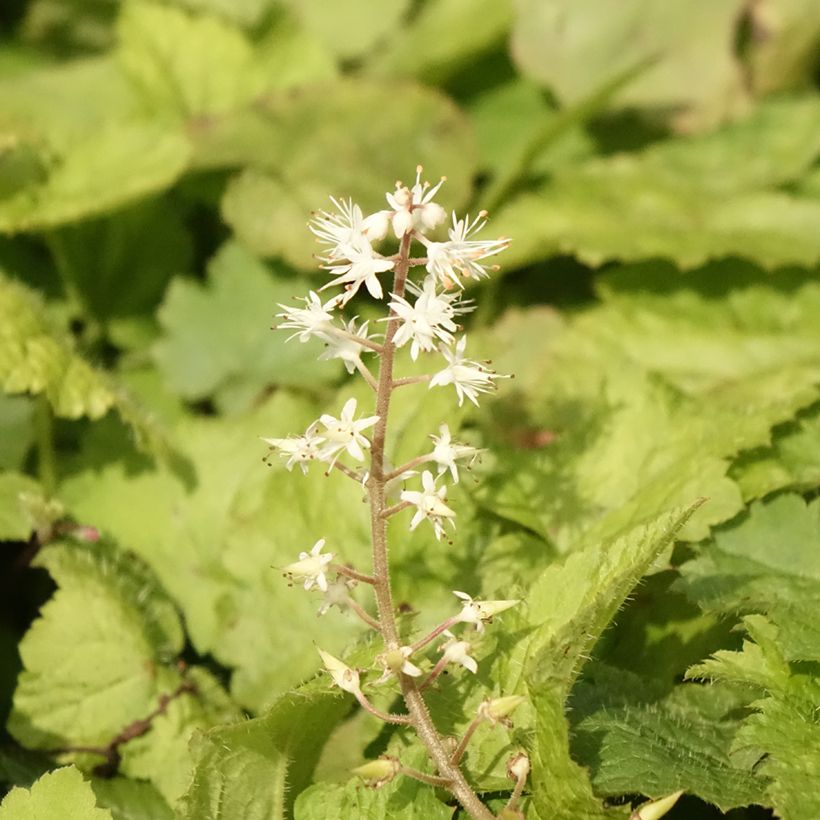 Tiarella cordifolia - Wald-Schaumblüte (Blüte)