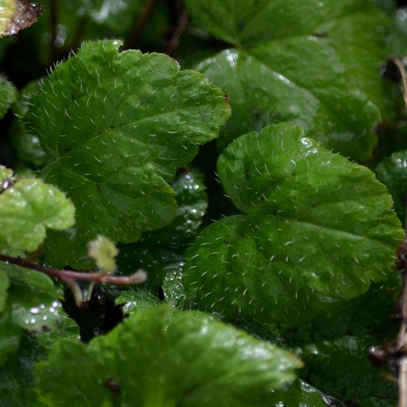 Tiarella cordifolia Moorgrun - Wald-Schaumblüte (Laub)