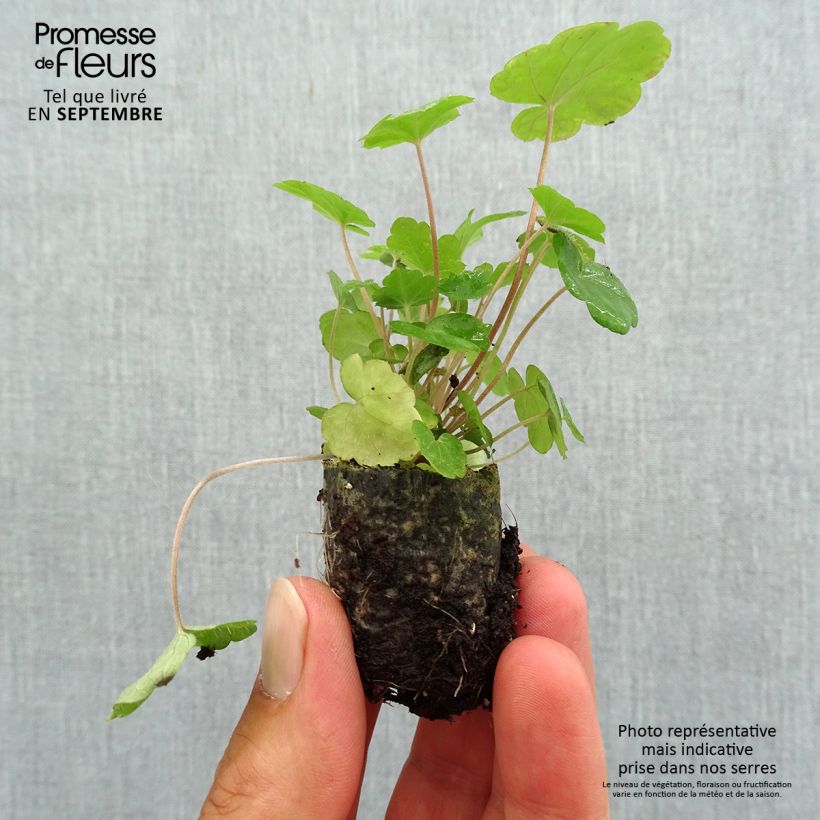 Exemplar von Tiarella Sugar and Spice - Schaumblüte Mini-Plug Ø 3/4 cm wie im Herbst geliefert