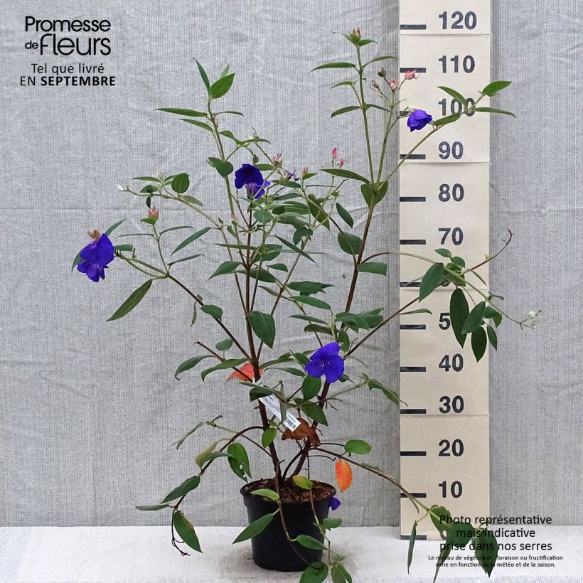 Exemplar von Tibouchina urvilleana Edwardsii Pot de 3L/4L wie im Herbst geliefert
