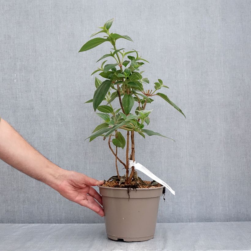 Exemplar von Tibouchina urvilleana Edwardsii - Tibouchine Topf mit 3L/4L wie im Sommer geliefert
