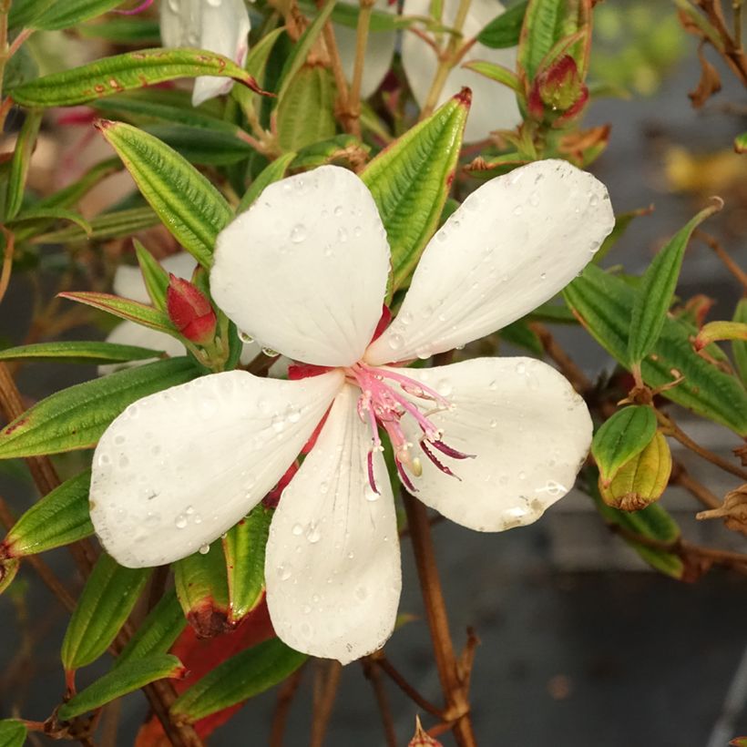 Tibouchina urvilleana Peace Baby - Tibouchine (Flowering)