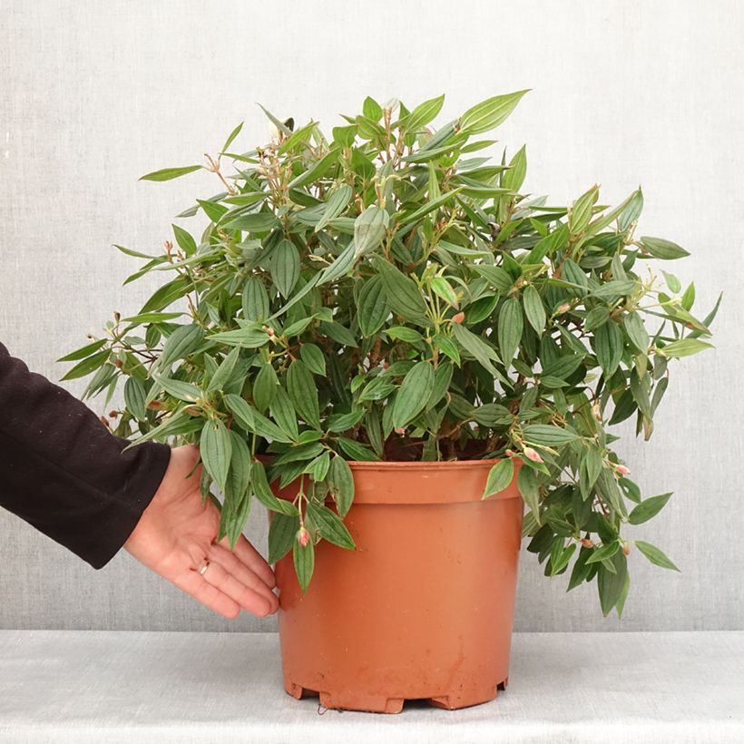 Exemplar von Tibouchina urvilleana Peace Baby Pot de 7,5L/10L wie im Winter geliefert