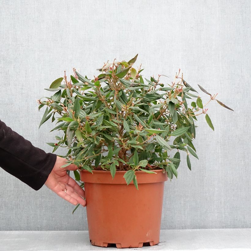 Example of Tibouchina urvilleana Peace Baby - Tibouchine Topf mit 7,5L/10L as you get in printemps