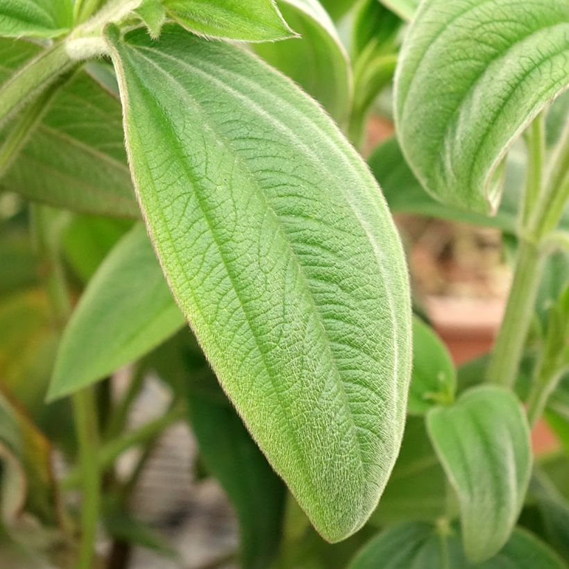Tibouchina urvilleana - Tibouchine (Laub)