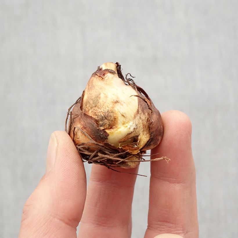 Example of Tigridia pavonia Aurea - Tigerblume Zwiebel Kaliber/Größe 7+ as you get in printemps