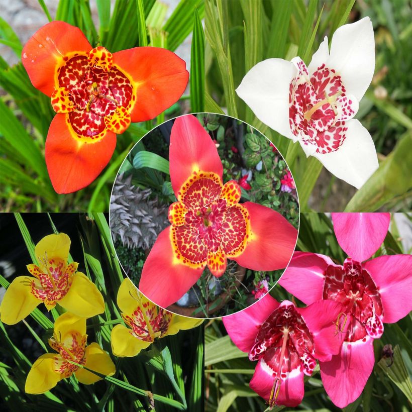 Tigridia pavonia Mix - Tigerblume (Flowering)