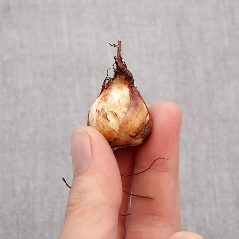 Example of Tigridia pavonia Mix - Tigerblume Zwiebel Kaliber/Größe 7+ as you get in printemps