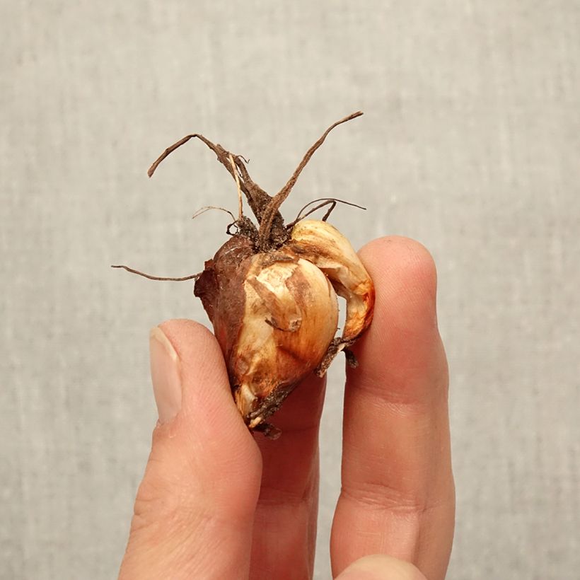 Exemplar von Tigridia pavonia Lilacea - Tigerblume Zwiebel Kaliber/Größe 7+ wie im Frühjahr geliefert