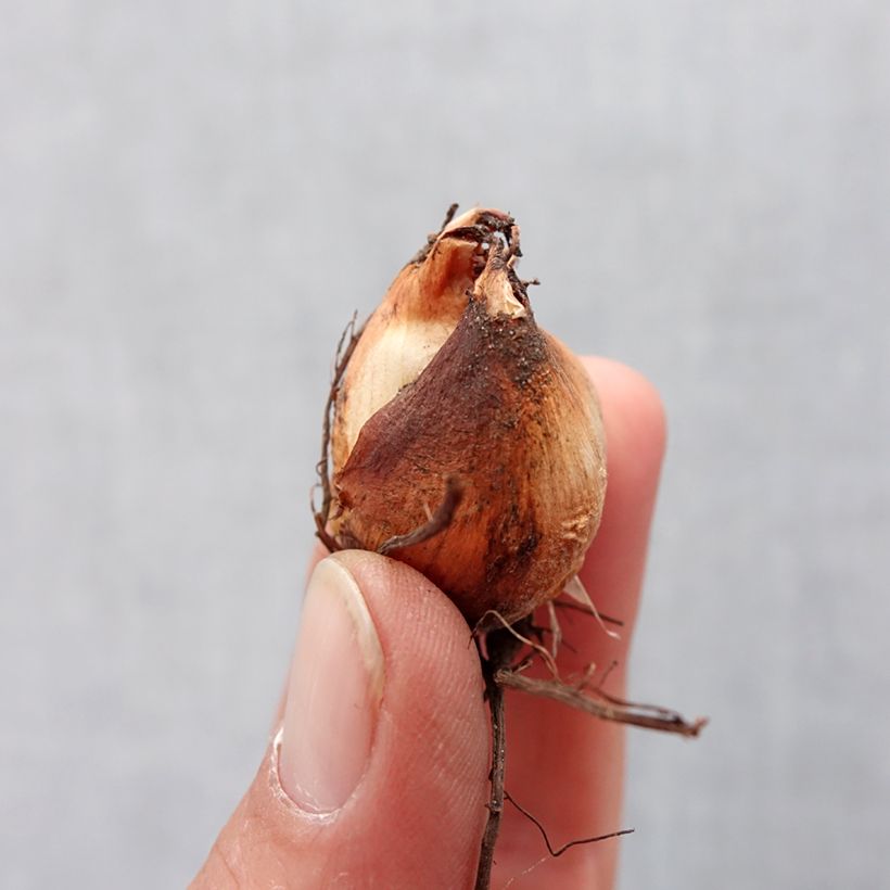 Exemplar von Tigridia pavonia Speciosa - Tigerblume Zwiebel Kaliber/Größe 7+ wie im Frühjahr geliefert