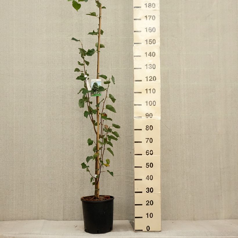 Exemplar von Tilia cordata Greenspire - Tilleul à petites feuilles Pot de 7,5L/10L wie im Herbst geliefert