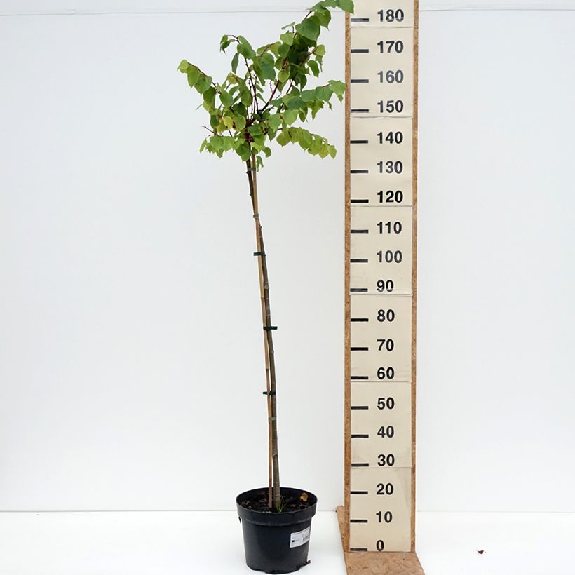 Exemplar von Winter-Linde Kronenberg - Tilia cordata Topf mit 7,5L/10L, Stamm wie im Herbst geliefert