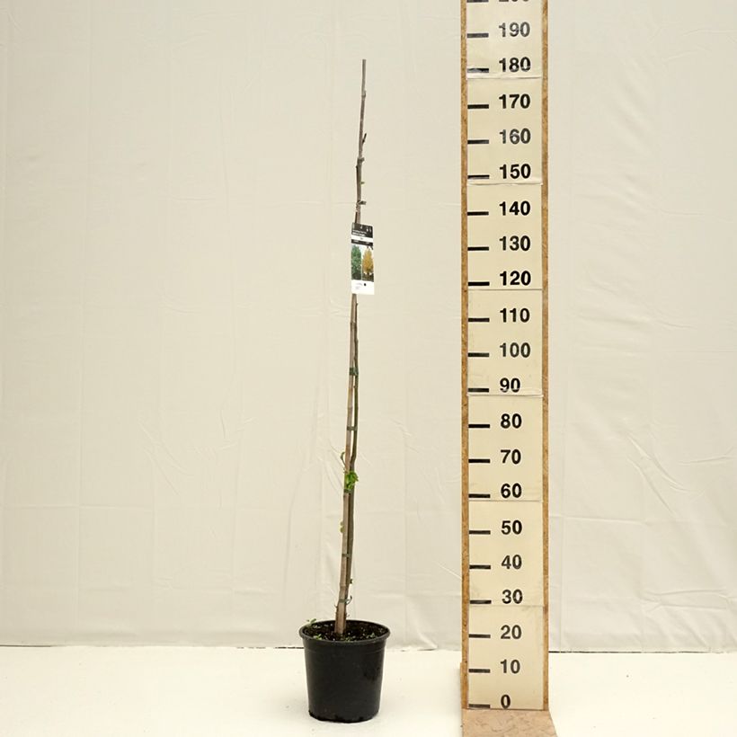 Example of Winter-Linde - Tilia cordata Topf mit 7,5L/10L as you get in printemps