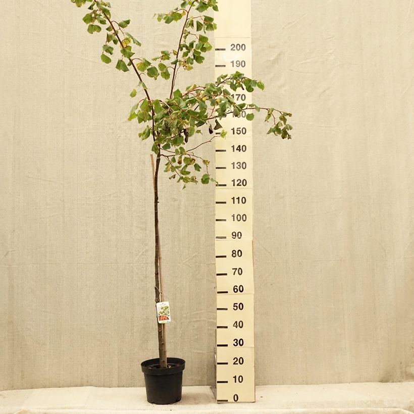 Exemplar von Winter-Linde Winter Orange - Tilia cordata Topf mit 7,5L/10L, Stamm wie im Sommer geliefert