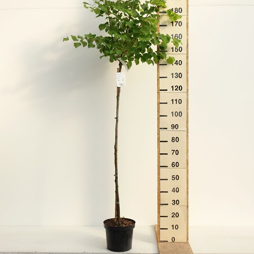 Example of Winter-Linde Winter Orange - Tilia cordata Topf mit 7,5L/10L, Stamm as you get in printemps
