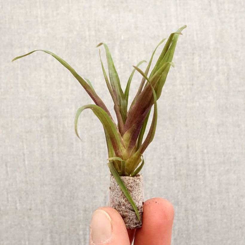 Example of Tillandsia Andreas - Luftpflanze Mini-Pflanze as you get in printemps