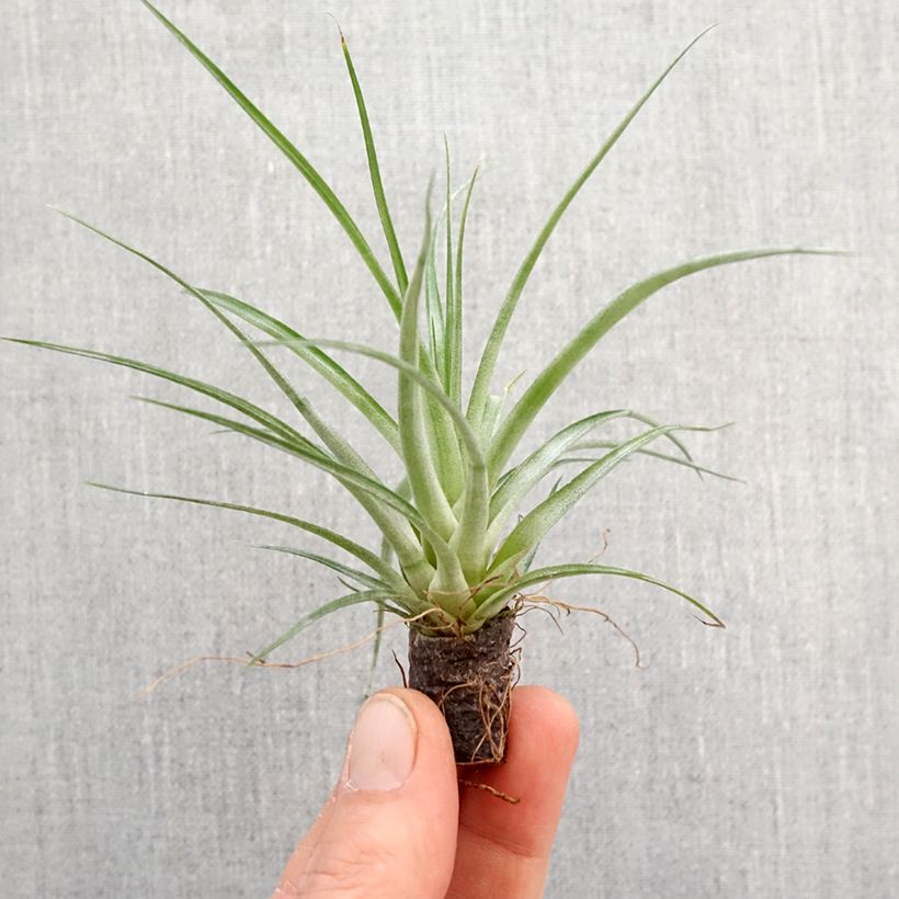 Example of Tillandsia Mizuki - Luftpflanze Mini-Pflanze as you get in printemps