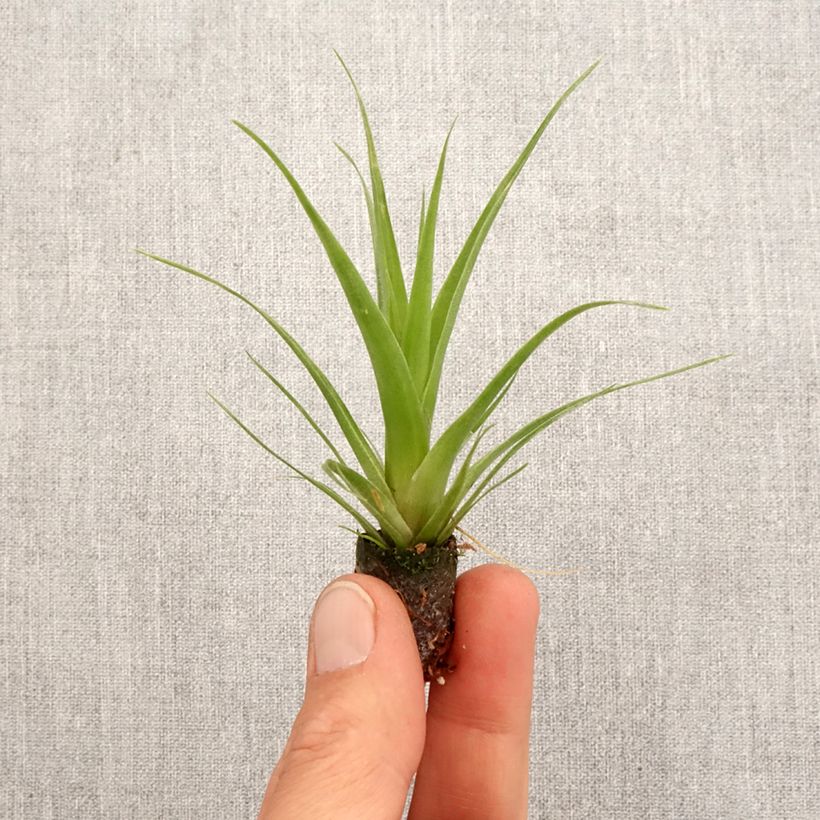 Exemplar von Tillandsia Naomi - Luftpflanze Mini-Pflanze wie im Frühjahr geliefert