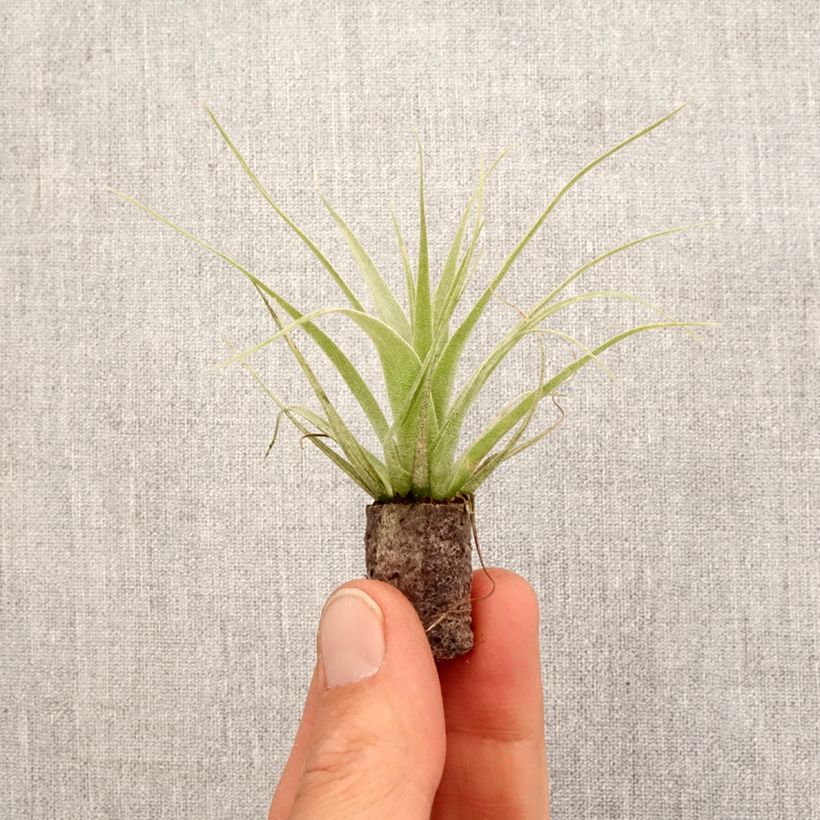 Exemplar von Tillandsia Samantha - Luftpflanze Mini-Pflanze wie im Frühjahr geliefert
