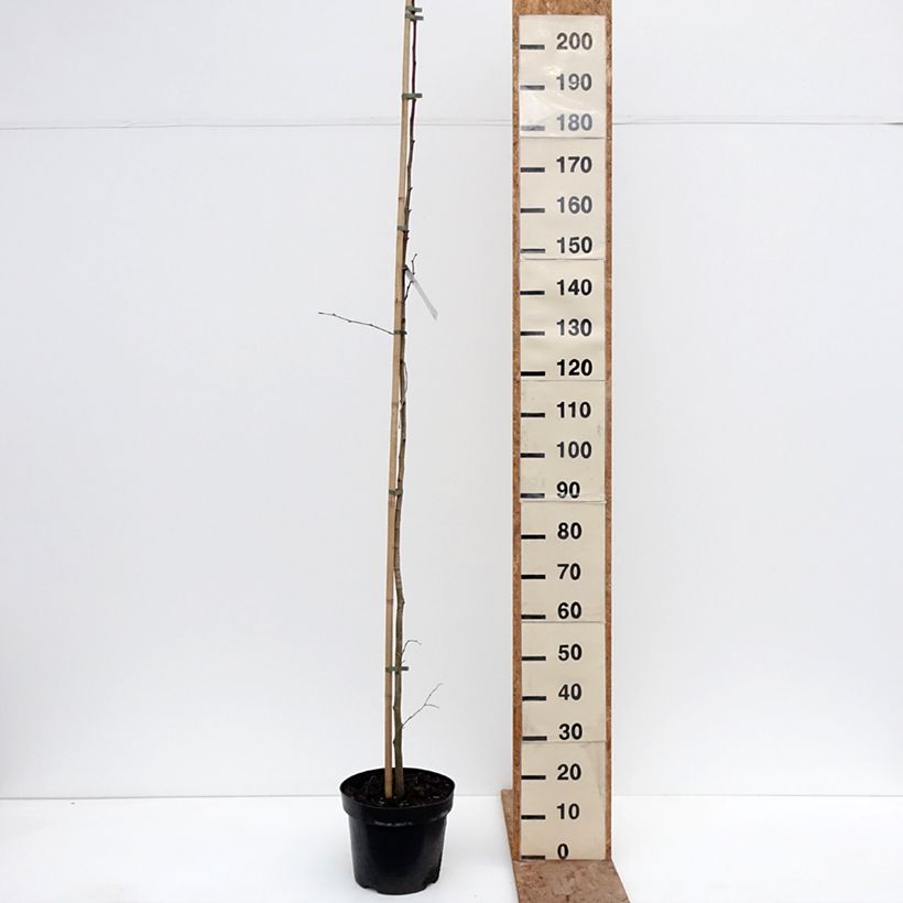 Example of Sommer-Linde Laciniata - Tilia platyphyllos Topf mit 7,5L/10L as you get in hiver