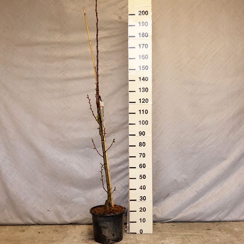Example of Sommer-Linde Rubra - Tilia platyphyllos Topf mit 12L/15L, Stämmchen as you get in printemps