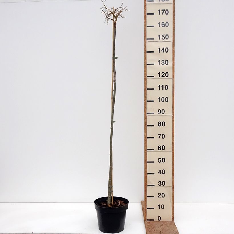 Exemplar von Winter-Linde Simone - Tilia cordata Topf mit 7,5L/10L, Stamm wie im Winter geliefert