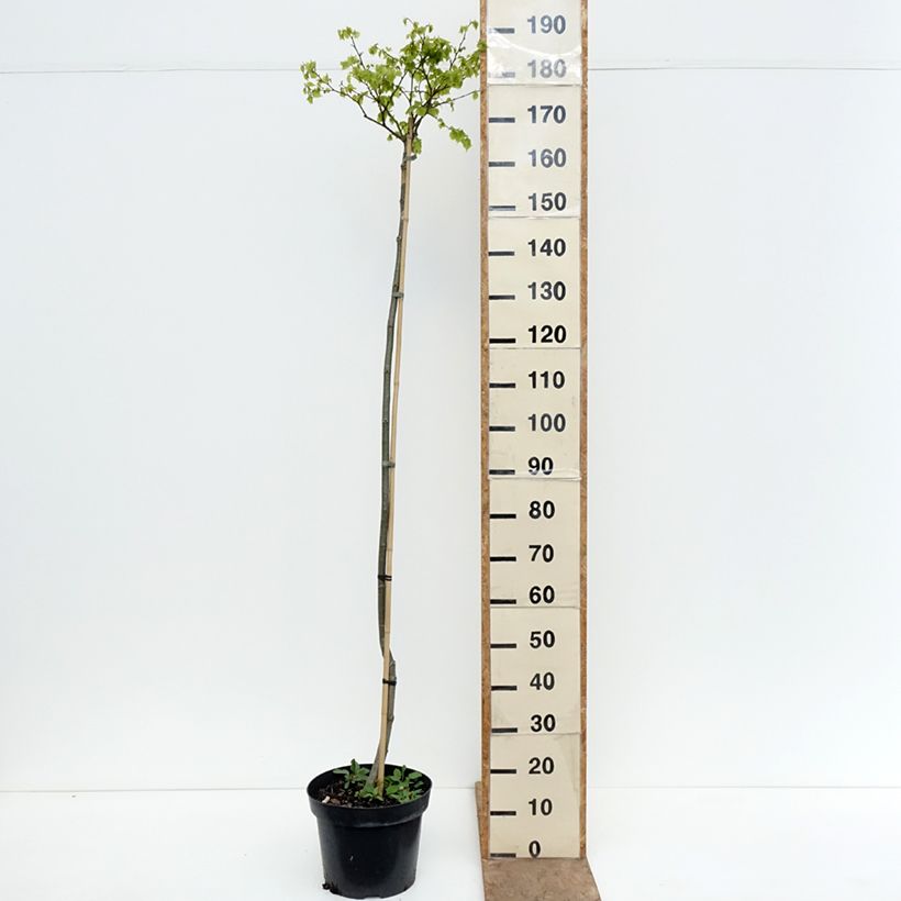 Exemplar von Winter-Linde Simone - Tilia cordata Topf mit 7,5L/10L, Stamm wie im Frühjahr geliefert