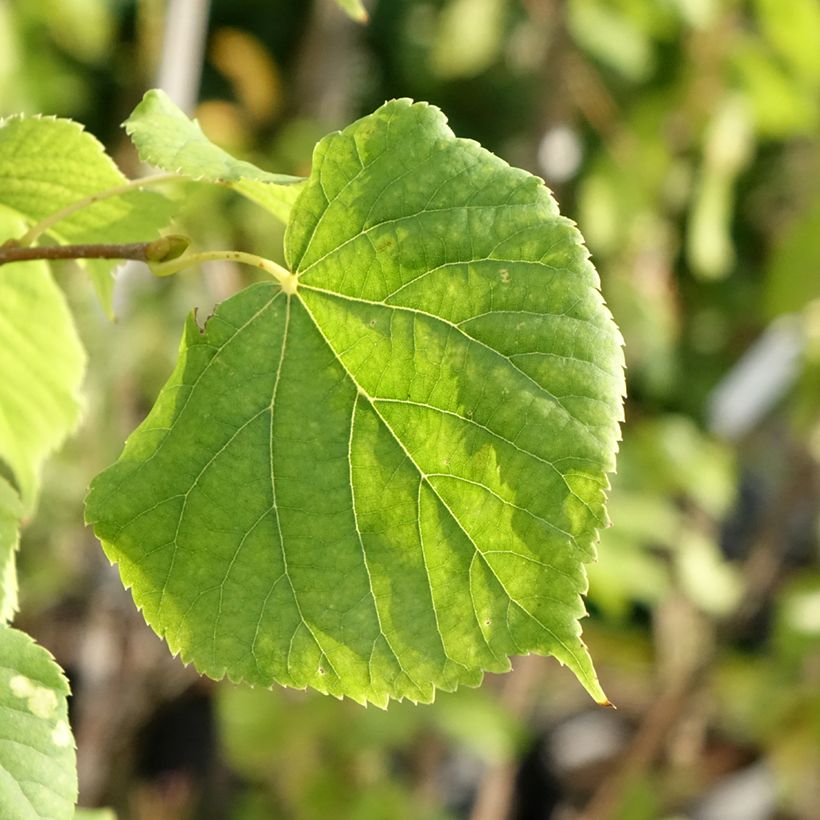 Winter-Linde Swedish Upright - Tilia cordata (Foliage)
