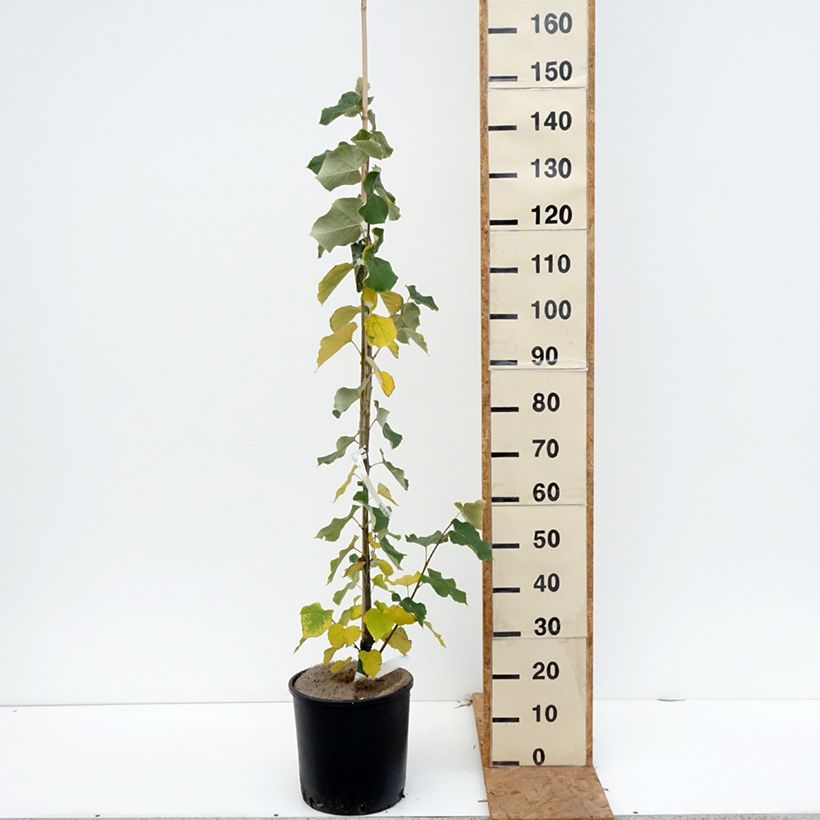 Exemplar von Silber-Linde - Tilia tomentosa Topf mit 7,5L/10L wie im Herbst geliefert