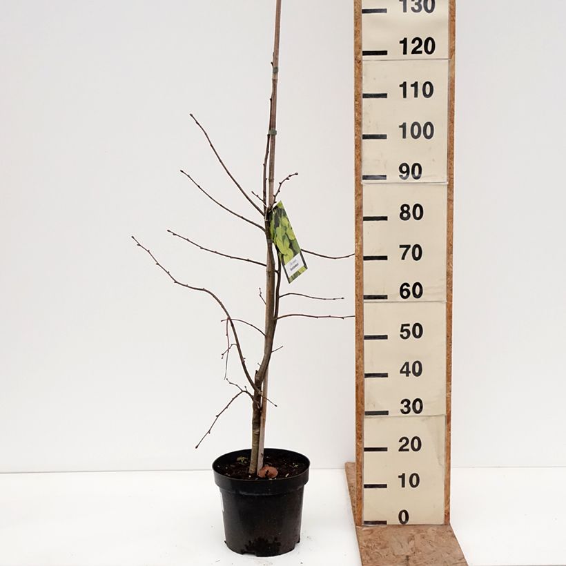 Example of Holländische Linde Wratislaviensis - Tilia europaea Topf mit 7,5L/10L as you get in hiver