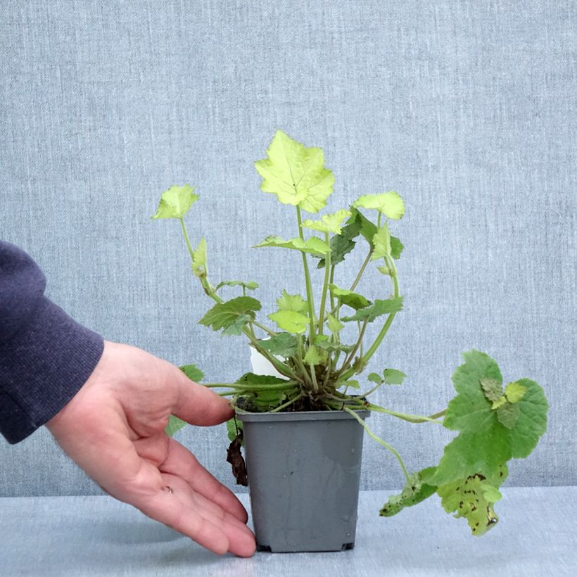 Example of Tolmiea menziesii Cool Gold - Lebendblatt Kleine Töpfe von 8/9 cm as you get in printemps