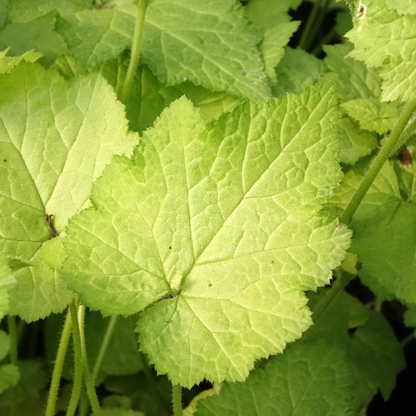 Tolmiea menziesii Cool Gold - Lebendblatt (Foliage)