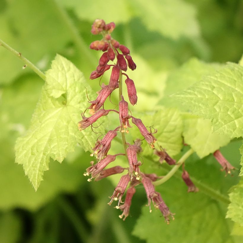 Tolmiea menziesii Cool Gold - Lebendblatt (Flowering)