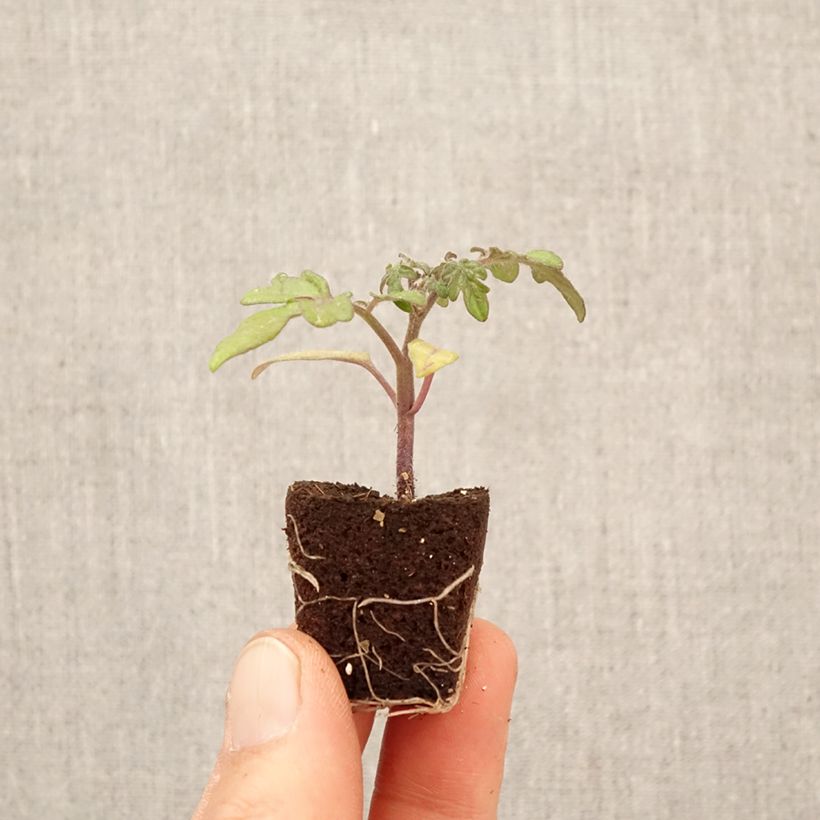 Exemplar von Kirschtomate Balconi Yellow F1 (Pflanzen) Mini-Plug Ø 3/4 cm wie im Frühjahr geliefert