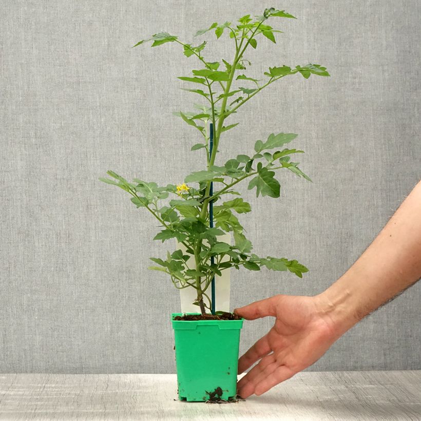 Example of Kirschtomate Harmony F1 (Veredelte Tomate) Topf 10 cm/11cm as you get in printemps
