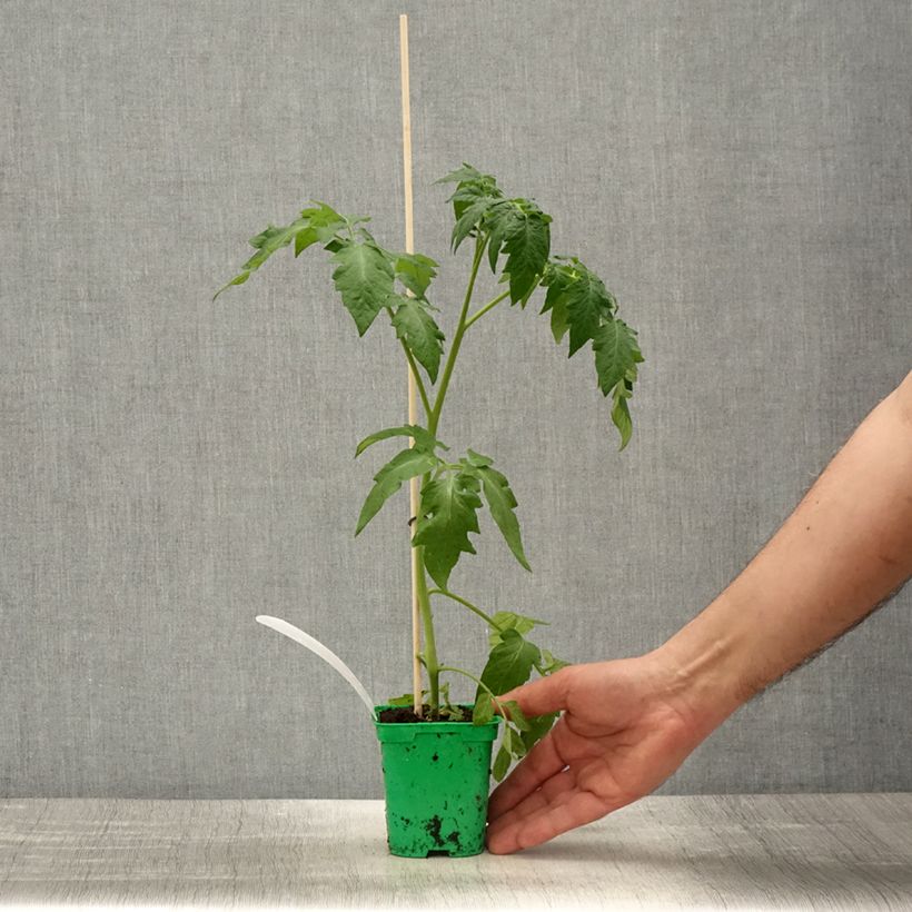 Exemplar von Tomate Rose Crush (Veredelte Tomate) Topf 10 cm/11cm wie im Frühjahr geliefert