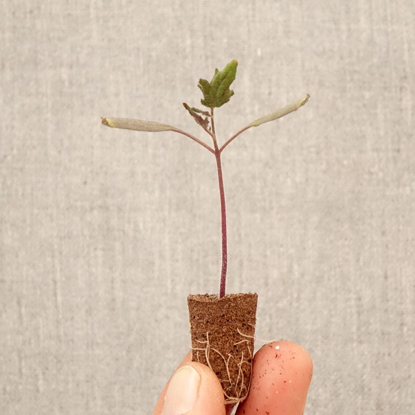 Exemplar von Tomate Licorna F1 Pflanzen Mini-Plug Ø 3/4 cm wie im Frühjahr geliefert