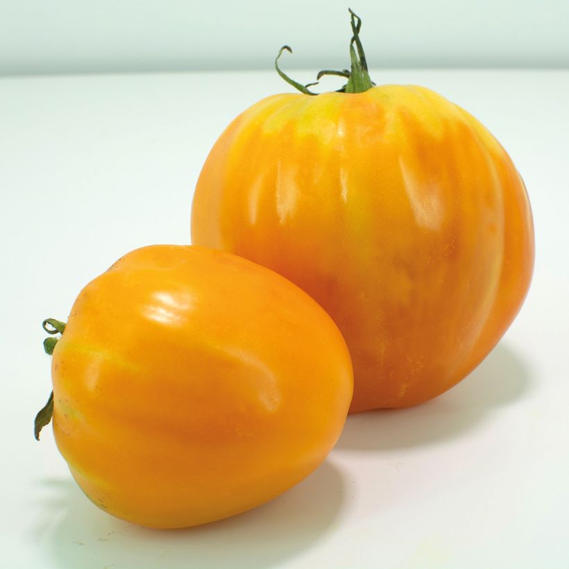 Tomate Ochsenherz Orange (Veredelte Tomate) (Harvest)