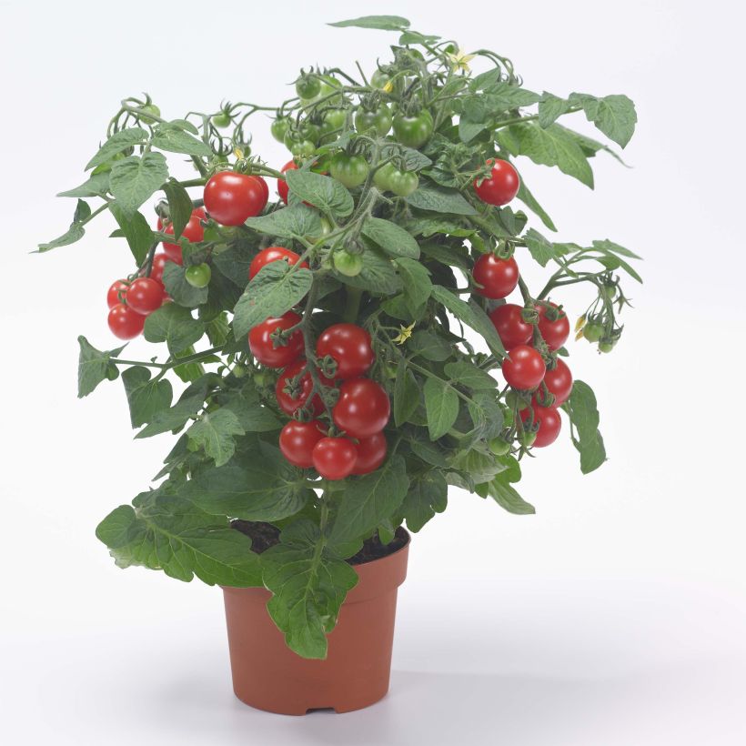 Tomate Sturdy Jo F1 (Wuchs)