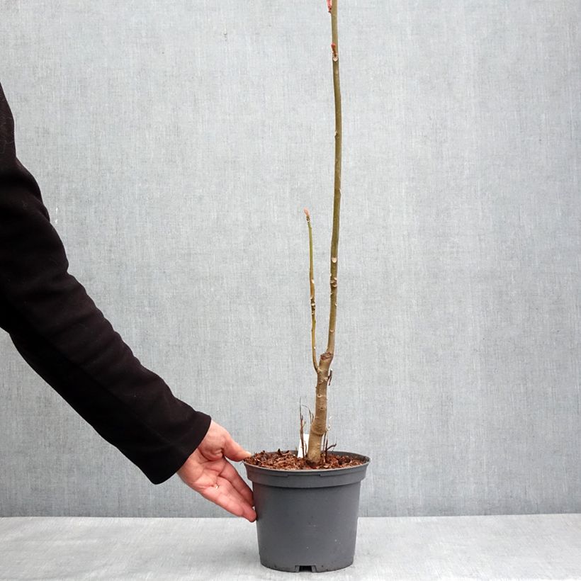 Example of Toona sinensis Flamingo - Chinesischer Surenbaum Topf mit 2L/3L as you get in printemps