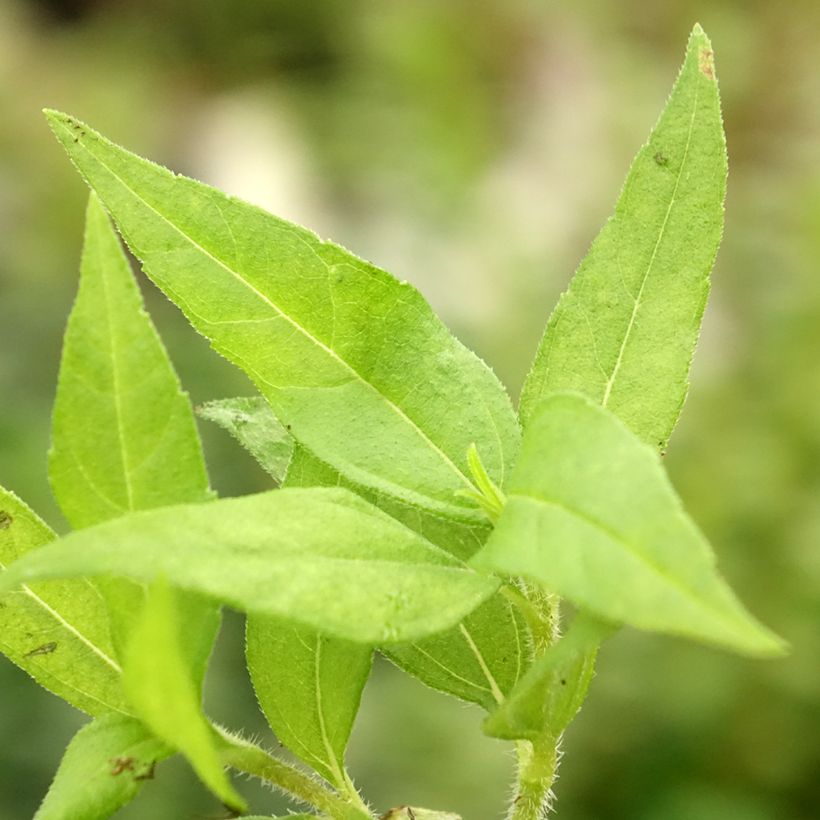 Topinambur Nain - Hélianthus tuberosus (Foliage)