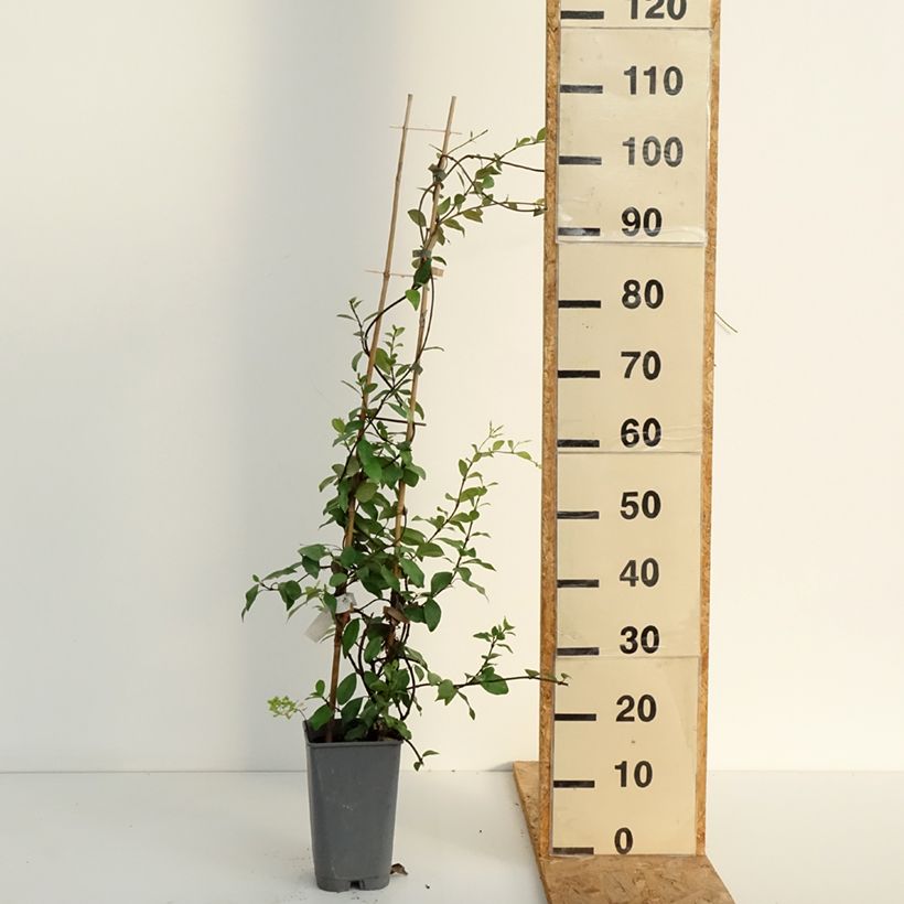 Exemplar von Gelber Sternjasmin - Trachelospermum asiaticum Topf mit 2L/3L wie im Sommer geliefert