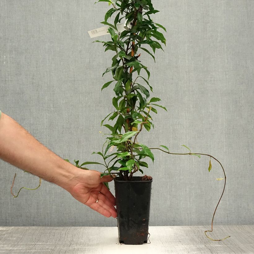 Exemplar von Gelber Sternjasmin Pink Showers - Trachelospermum Topf mit 2L/3L wie im Sommer geliefert