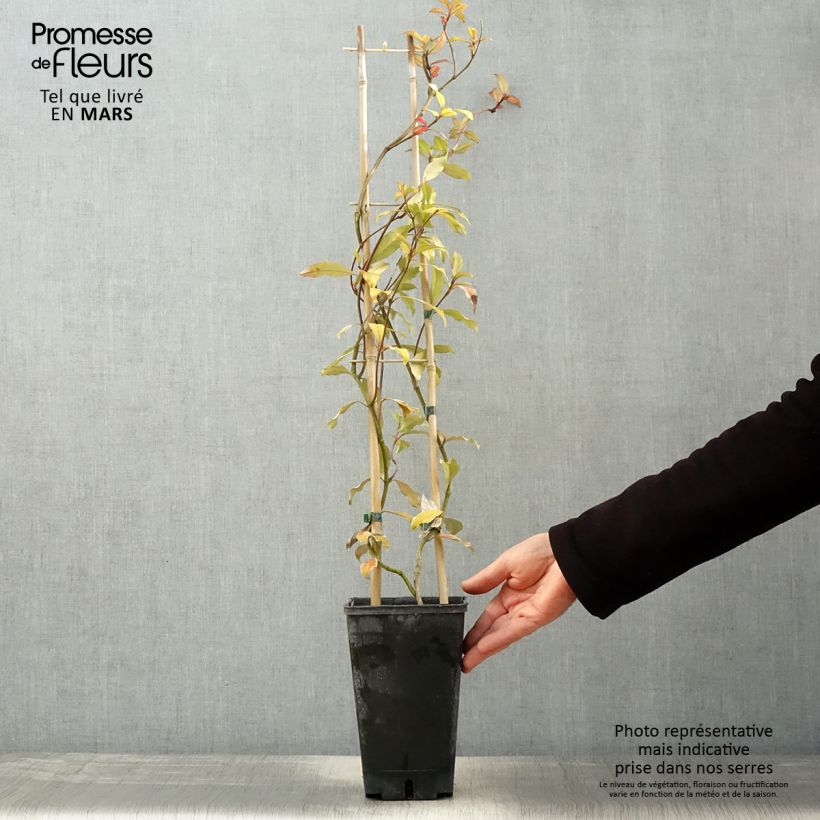 Example of Gelber Sternjasmin Pink Showers - Trachelospermum Topf mit 2L/3L as you get in printemps