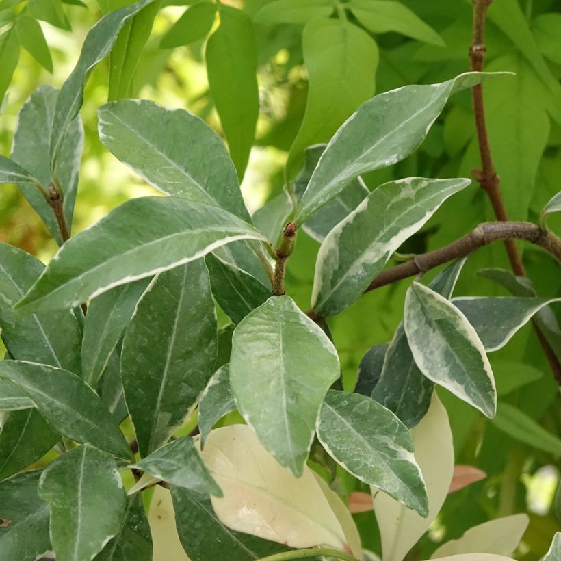 Gelber Sternjasmin Star of Milano - Trachelospermum (Laub)