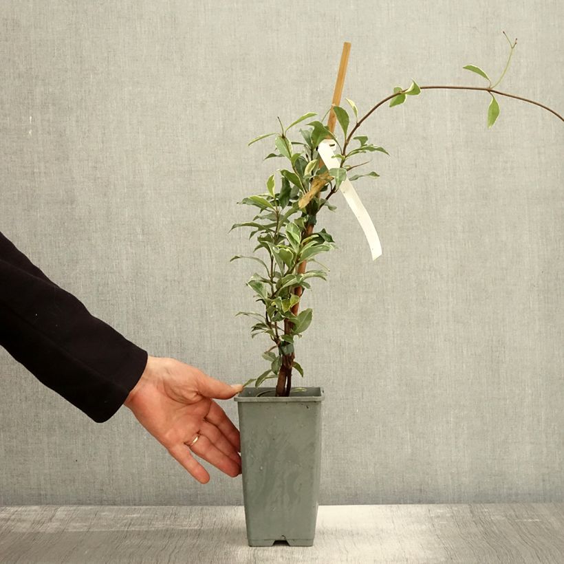 Exemplar von Trachelospermum asiaticum Star of Milano - Jasmin étoilé Pot de 1,5L/2L wie im Herbst geliefert