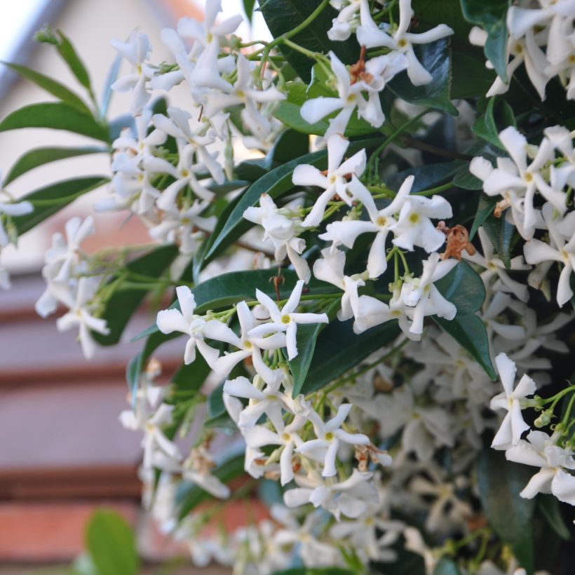 Sternjasmin - Trachelospermum jasminoides (Flowering)