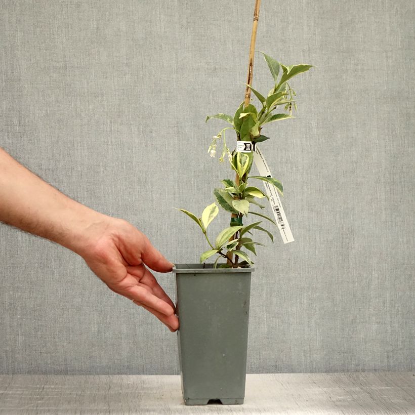 Exemplar von Sternjasmin Sun Lover - Trachelospermum Topf mit 1,5L/2L wie im Sommer geliefert
