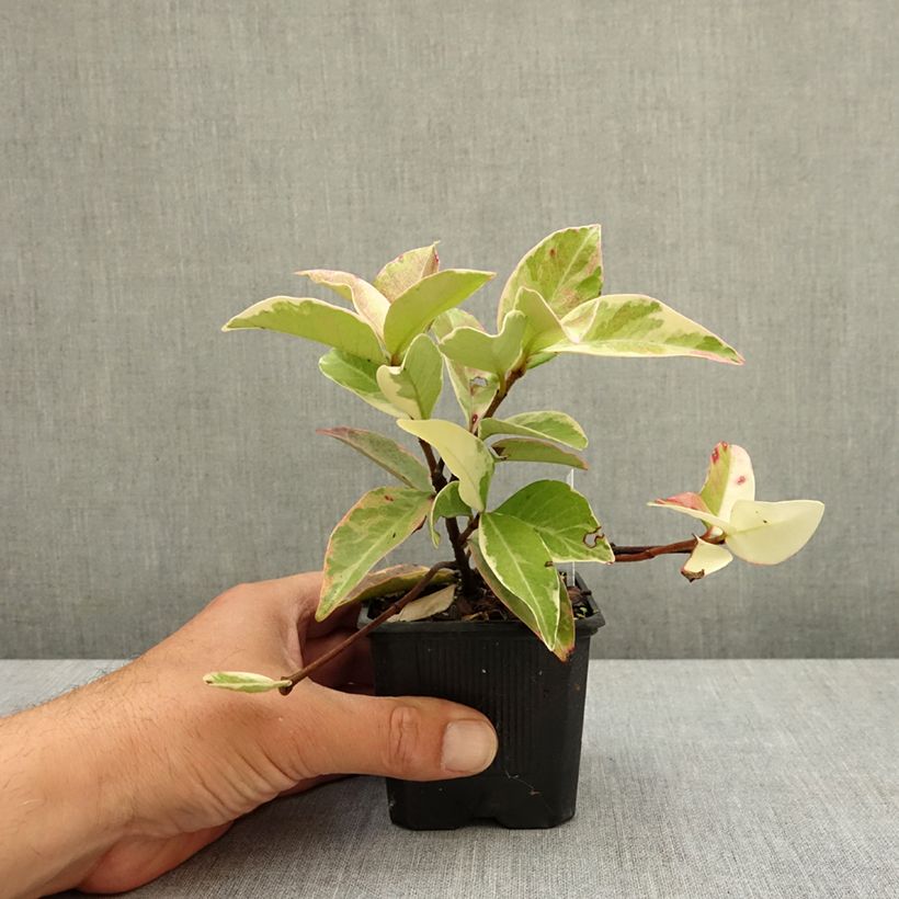 Exemplar von Sternjasmin Variegatum - Trachelospermum Kleine Töpfe von 8/9 cm wie im Frühjahr geliefert